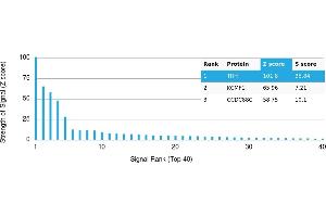 anti-Thyrotropin-Releasing Hormone (TRH) antibody