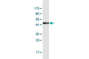 Western Blot detection against Immunogen (48.