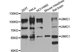 Western blot analysis of extracts of various cell lines, using UIMC1 antibody (ABIN5974363) at 1/1000 dilution.