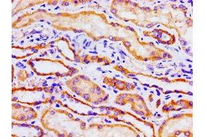 Immunohistochemistry of paraffin-embedded human kidney tissue using ABIN7149308 at dilution of 1:100 (Aconitase 1 anticorps  (AA 508-745))