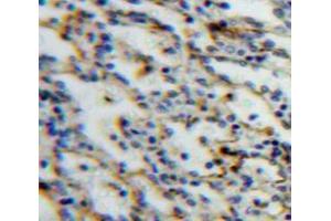 IHC-P analysis of Spleen tissue, with DAB staining. (SIGLEC5 anticorps  (AA 18-135))