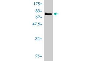Western Blot detection against Immunogen (63.