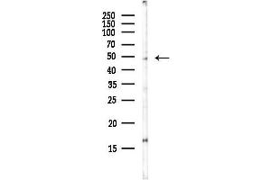 Western blot analysis of lysates from HepG2 cells(LPS, 4h treatment), using STK25 Antibody at 1/1000 dilution.
