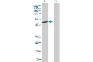 Western Blot analysis of ERAL1 expression in transfected 293T cell line by ERAL1 MaxPab polyclonal antibody. (ERAL1 anticorps  (AA 1-437))