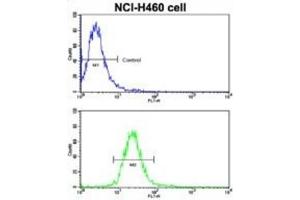Flow Cytometry (FACS) image for anti-EPH Receptor B2 (EPHB2) antibody (ABIN3003348) (EPH Receptor B2 anticorps)
