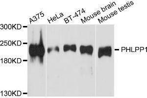 Western blot analysis of extracts of various cell lines, using PHLPP1 antibody. (PHLPP1 anticorps)