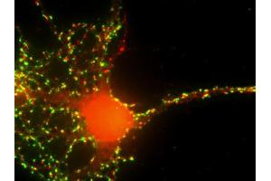 Immunofluorescence labeling of a cultured hippocampal neuron with anti-synaptopodin (red; dilution 1 : 600) and anti-synaptophysin (green; cat. (SYNPO anticorps  (Isoform 2))