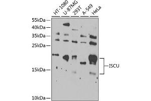 Western blot analysis of extracts of various cell lines, using ISCU Antibody  at 1:1000 dilution. (ISCU anticorps  (AA 1-167))