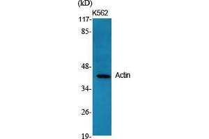 Western Blot (WB) analysis of specific cells using Actin Polyclonal Antibody. (Actin anticorps  (C-Term))