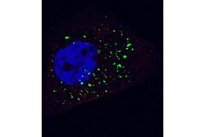 Fluorescent image of  cells stained with ATG4B (C-term) antibody. (ATG4B anticorps  (C-Term))