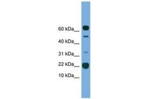 Image no. 1 for anti-Transmembrane Protein 107 (TMEM107) (AA 21-70) antibody (ABIN6745572) (TMEM107 anticorps  (AA 21-70))