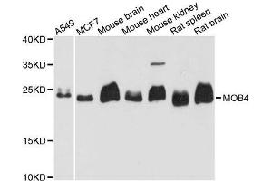 Western blot analysis of extracts of various cell lines, using MOB4 antibody. (MOBKL3 anticorps  (AA 1-225))