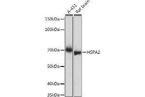 Western blot analysis of extracts of various cell lines, using HSP Rabbit mAb (ABIN7267579) at 1:1000 dilution. (HSPA2 anticorps)