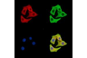 ABIN7095985 and ABIN7100047 staining Hela cells by IF/ICC. (GOLGA6B anticorps)