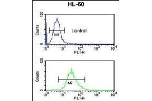 SELENBP1 Antibody (C-term) (ABIN652814 and ABIN2842531) flow cytometric analysis of HL-60 cells (bottom histogram) compared to a negative control cell (top histogram).