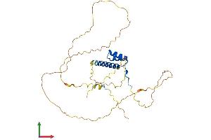 AlphaFold protein structure predicition of Human Recombinant NKX3-2 Protein, UniprotID P78367