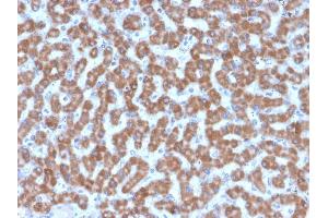 Formalin-fixed, paraffin-embedded human Liver stained with Prohibitin Mouse Monoclonal Antibody (PHB/3227). (Prohibitin anticorps  (AA 167-261))
