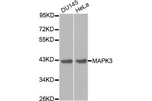 Western blot analysis of extracts of various cell lines, using MAPK3 antibody. (ERK1 anticorps)