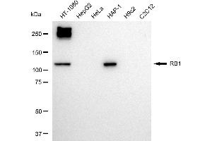 Western blotting analysis using RB1 antibody (ABIN7800184). (Retinoblastoma 1 anticorps)