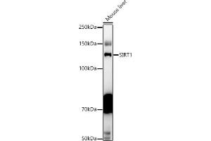 Western blot analysis of extracts of Mouse liver, using SIRT1 antibody (ABIN6129328, ABIN6147784, ABIN6147785 and ABIN6215138) at 1:1000 dilution. (SIRT1 anticorps  (AA 448-747))