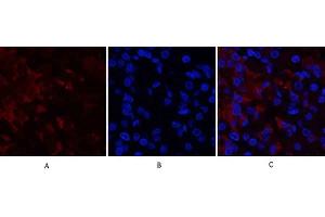 Immunofluorescence analysis of human stomach tissue. (RUNX2 anticorps  (Internal Region))