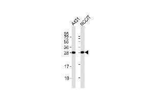 All lanes : Anti-B Antibody at 1:2000 dilution Lane 1: A431 whole cell lysates Lane 2: NCCIT whole cell lysates Lysates/proteins at 20 μg per lane. (BCAP31 anticorps  (AA 1-246))