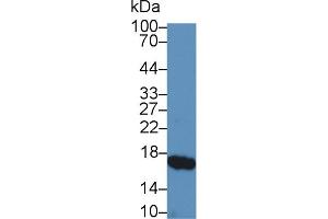 Western Blot; Sample: Porcine Small intestine lysate; Primary Ab: 5µg/ml Rabbit Anti-Porcine RBP2 Antibody Second Ab: 0.