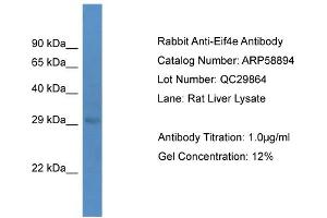 Western Blotting (WB) image for anti-Eukaryotic Translation Initiation Factor 4E (EIF4E) (C-Term) antibody (ABIN2787867) (EIF4E anticorps  (C-Term))