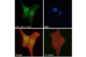 ABIN334504 Immunofluorescence analysis of paraformaldehyde fixed U2OS cells, permeabilized with 0. (HNF1A anticorps  (Internal Region))