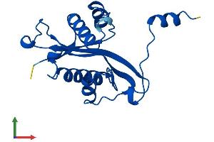AlphaFold protein structure predicition of Mouse Recombinant Sat1 Protein, UniprotID P48026