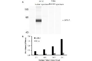 Transcription factor activity assay of GATA-3 from nuclear extracts of Jurkat cells or HeLa cells. (GATA3 Kit ELISA)