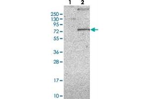 Western blot analysis of Lane 1: Negative control (vector only transfected HEK293T lysate), Lane 2: Over-expression Lysate (Co-expressed with a C-terminal myc-DDK tag (~3. (KCND1 anticorps)