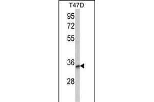 Western blot analysis of TSN12 Antibody (C-term) (ABIN652637 and ABIN2842427) in T47D cell line lysates (35 μg/lane). (TSPAN12 anticorps  (C-Term))