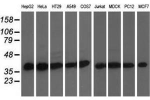Western blot analysis of extracts (35 µg) from 9 different cell lines by using anti-DNAJA2 monoclonal antibody. (DNAJA2 anticorps)