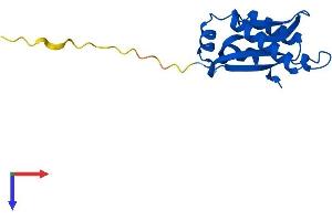 AlphaFold protein structure predicition of Mouse Recombinant Ptrhd1 Protein, UniprotID D3Z4S3