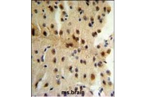 CLIP1 Antibody (N-term) (ABIN652897 and ABIN2842579) IHC analysis in formalin fixed and paraffin embedded mouse brain tissue followed by peroxidase conjugation of the secondary antibody and DAB staining.