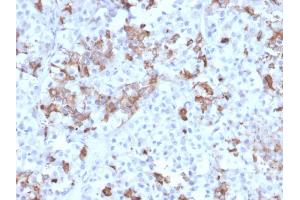 Formalin-fixed, paraffin-embedded human Pituitary stained with Prolactin Mouse Monoclonal Antibody (PRL/2642). (Prolactin anticorps  (AA 63-201))