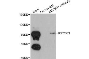 Immunoprecipitation analysis of 200ug extracts of K562 cells using 1ug IGF2BP1 antibody (ABIN6293020). (IGF2BP1 anticorps)