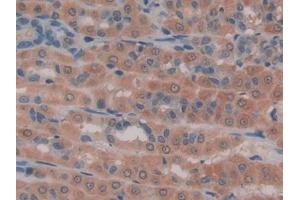 IHC-P analysis of Rat Intestine Tissue, with DAB staining. (GAS6 anticorps  (AA 100-312))