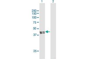 Western Blot analysis of PDSS2 expression in transfected 293T cell line by PDSS2 MaxPab polyclonal antibody.