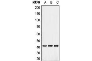 Western blot analysis of GPR52 expression in A549 (A), HuvEc (B), HepG2 (C) whole cell lysates. (GPR52 anticorps  (C-Term))