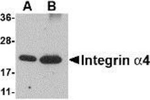 Western blot analysis of Integrin alpha 4 using (A) 25 and (B) 100 ng of recombinant Integrin alpha 4 with AP30435PU-N Integrin alpha 4 antibody at 1 μg/ml.