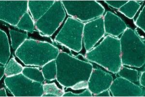 Immunofluroescent staining of Rabbit Muscle with anti-Caveolin 3. (Caveolin 3 anticorps  (AA 3-24))