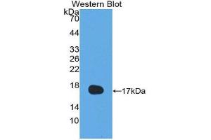 Western Blotting (WB) image for anti-Interleukin 13 (IL13) (AA 25-146) antibody (ABIN3209521) (IL-13 anticorps  (AA 25-146))