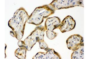 Anti- Hsp90 beta Picoband antibody, IHC(P) IHC(P): Human Placenta Tissue