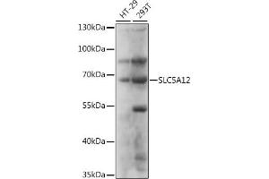 Western blot analysis of extracts of various cell lines, using SLC5 antibody (ABIN7270468) at 1:1000 dilution.