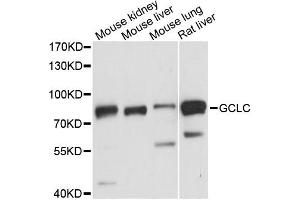 Western blot analysis of extracts of various cell lines, using GCLC antibody (ABIN6292116) at 1:3000 dilution. (GCLC anticorps)