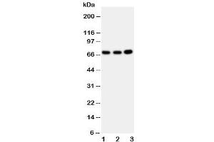 Western blot testing of GBP1 antibody and Lane 1:  U87 (GBP1 anticorps  (AA 566-589))