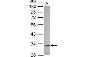 WB Image Sample (50 ug of whole cell lysate) A: mouse brain 10% SDS PAGE antibody diluted at 1:500 (TARDBP anticorps)