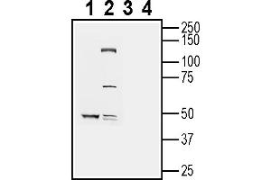anti-RGM Domain Family, Member A (RGMA) (AA 138-154), (Extracellular) antibody